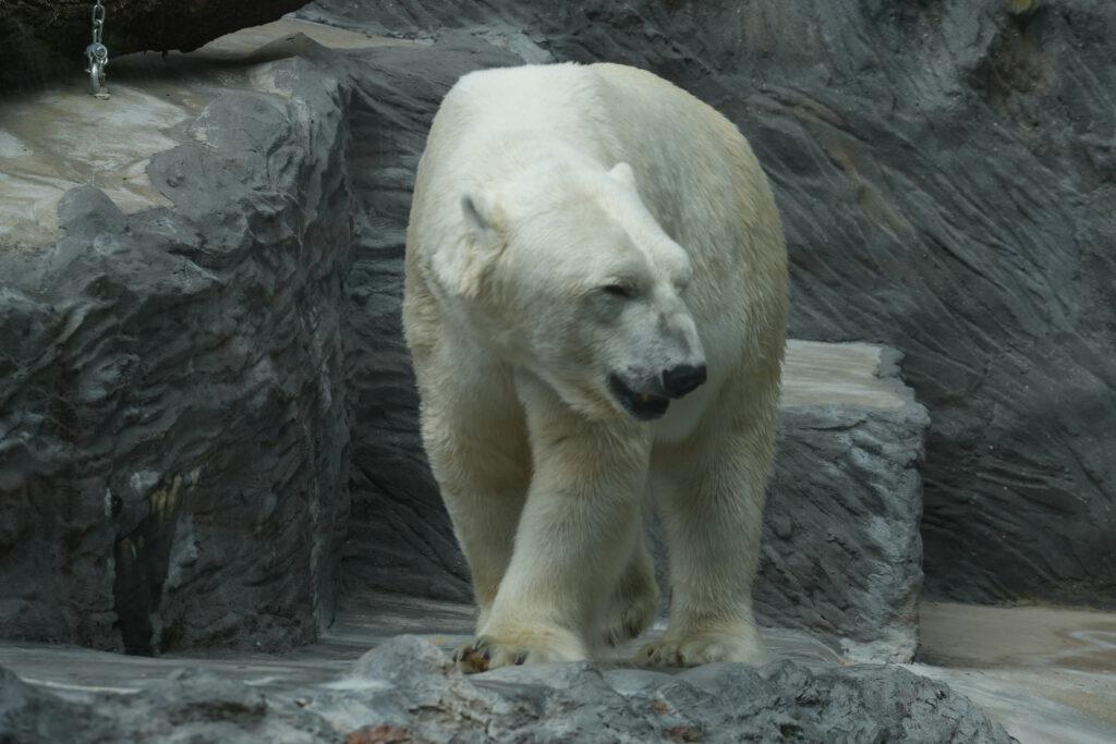 Zoo Prag