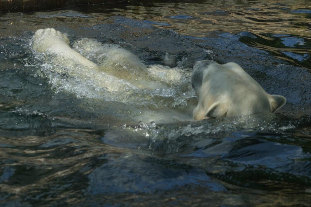 Zoo Prag