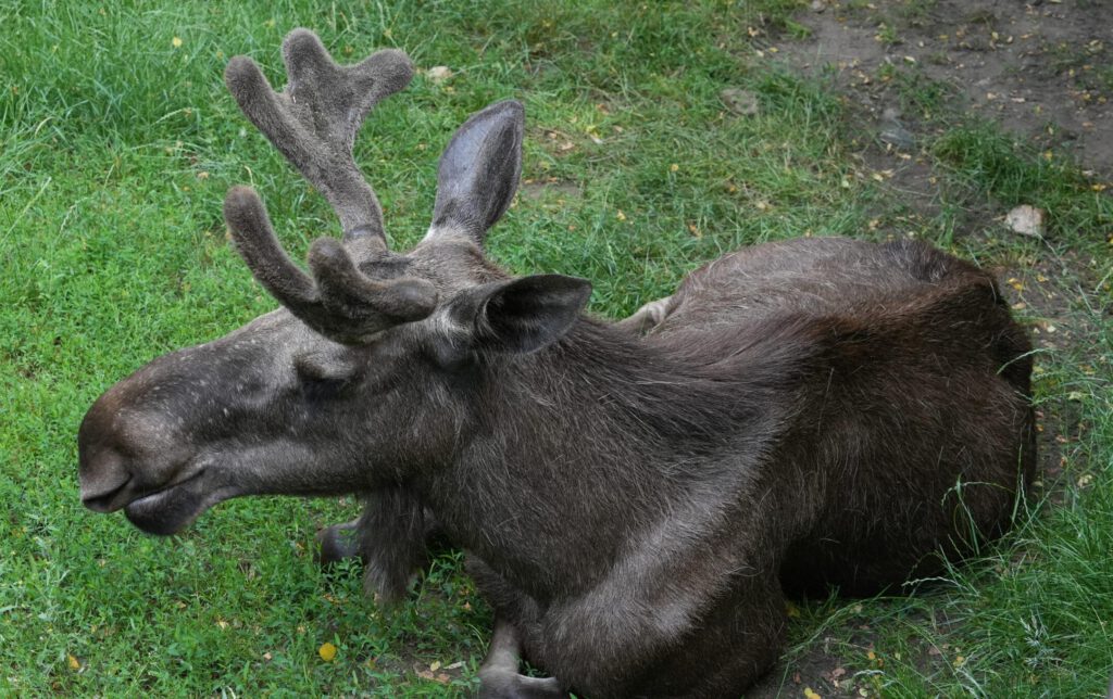 Zoo Prag