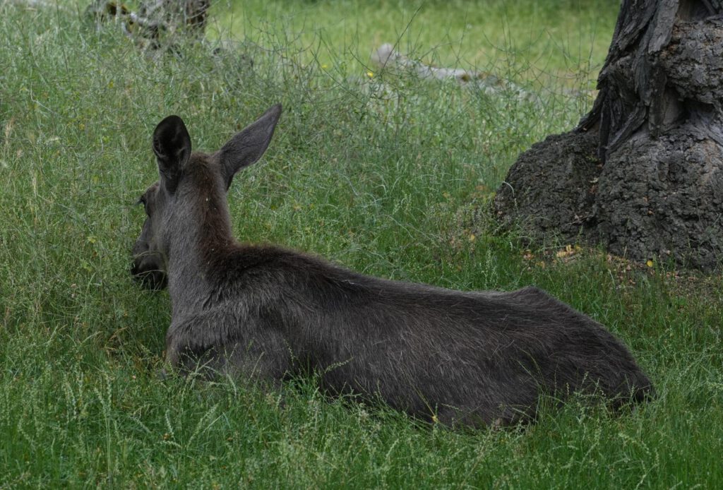 Zoo Prag