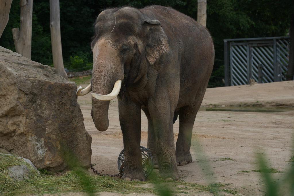 Zoo Prag