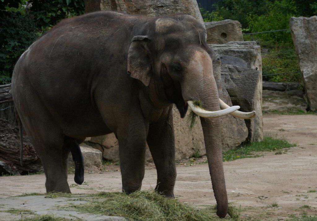 Zoo Prag