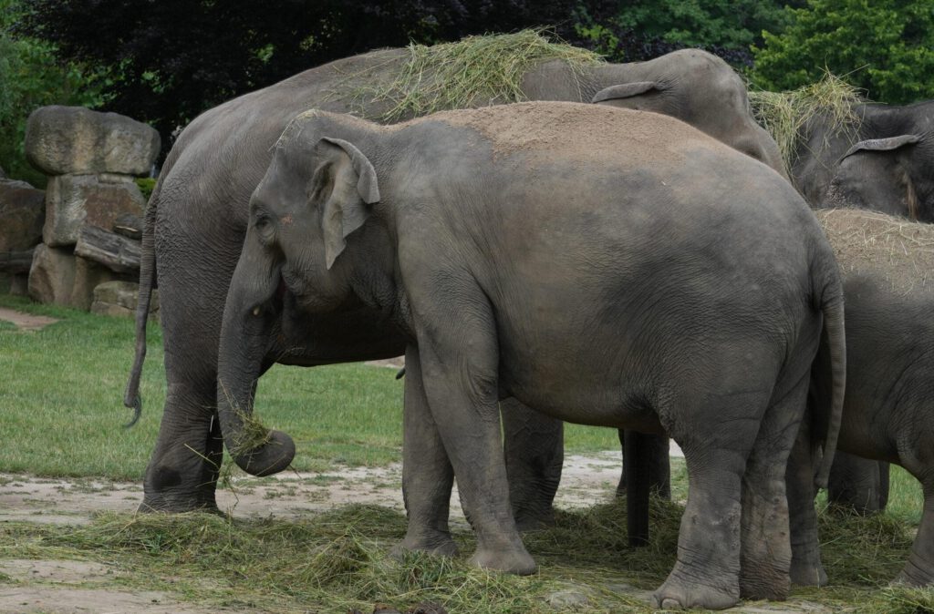 Zoo Prag