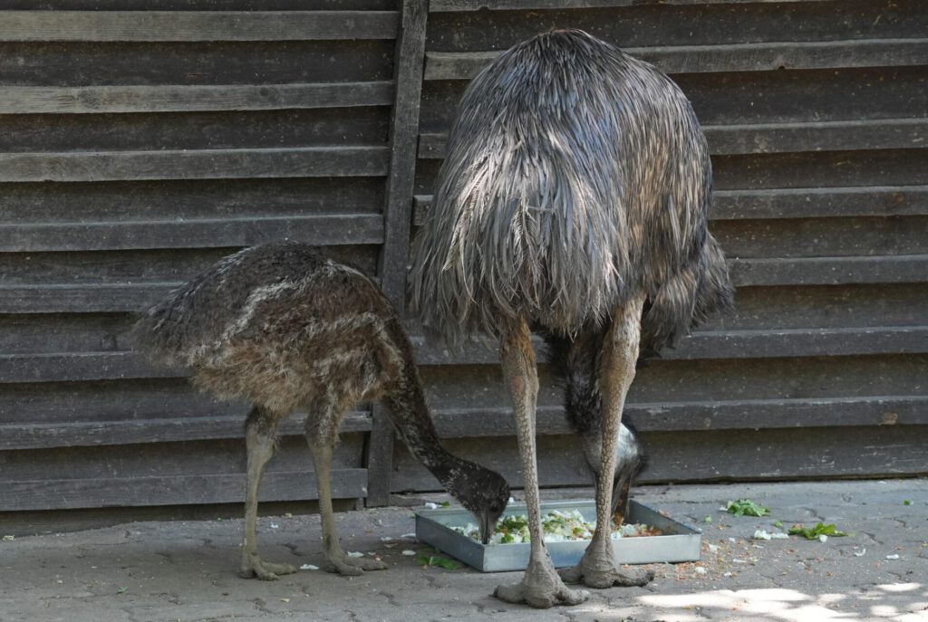 Zoo Prag