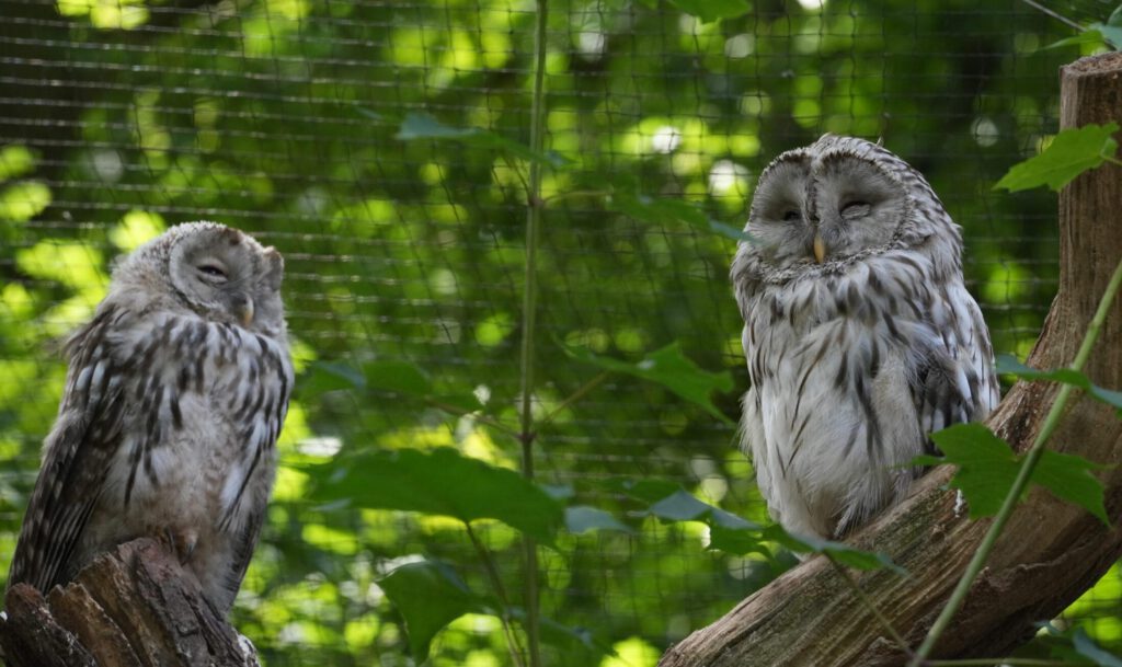 Zoo Prag