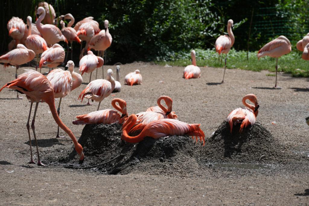 Zoo Prag