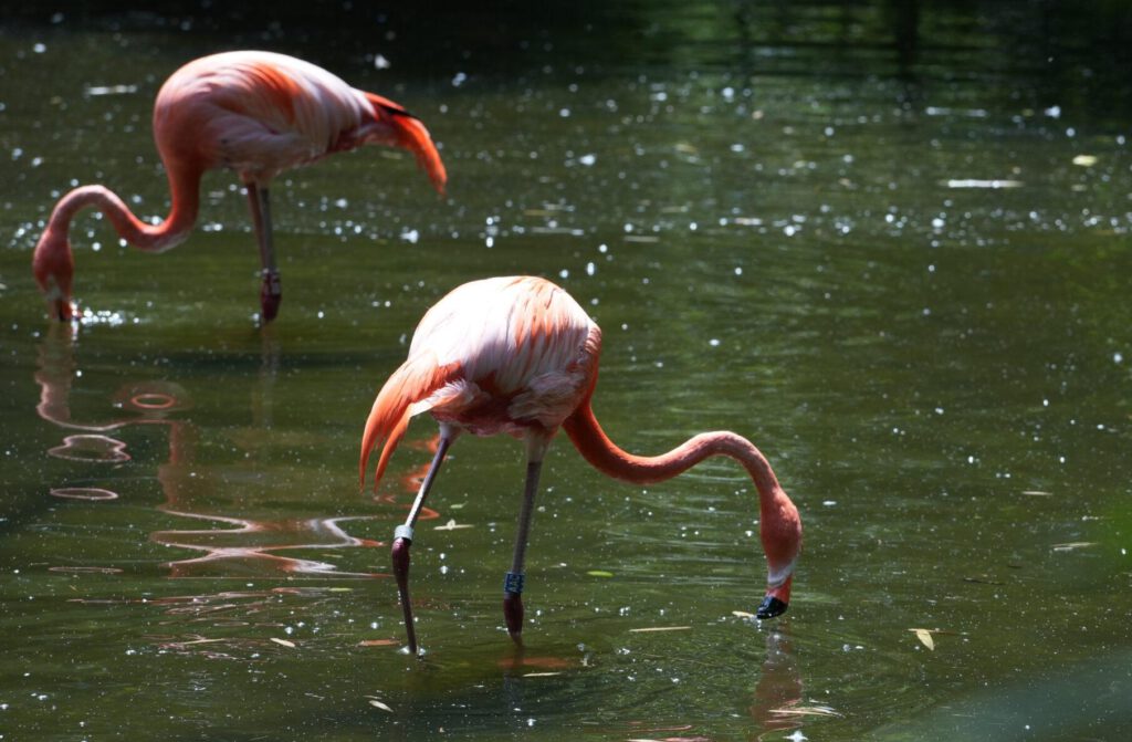 Zoo Prag