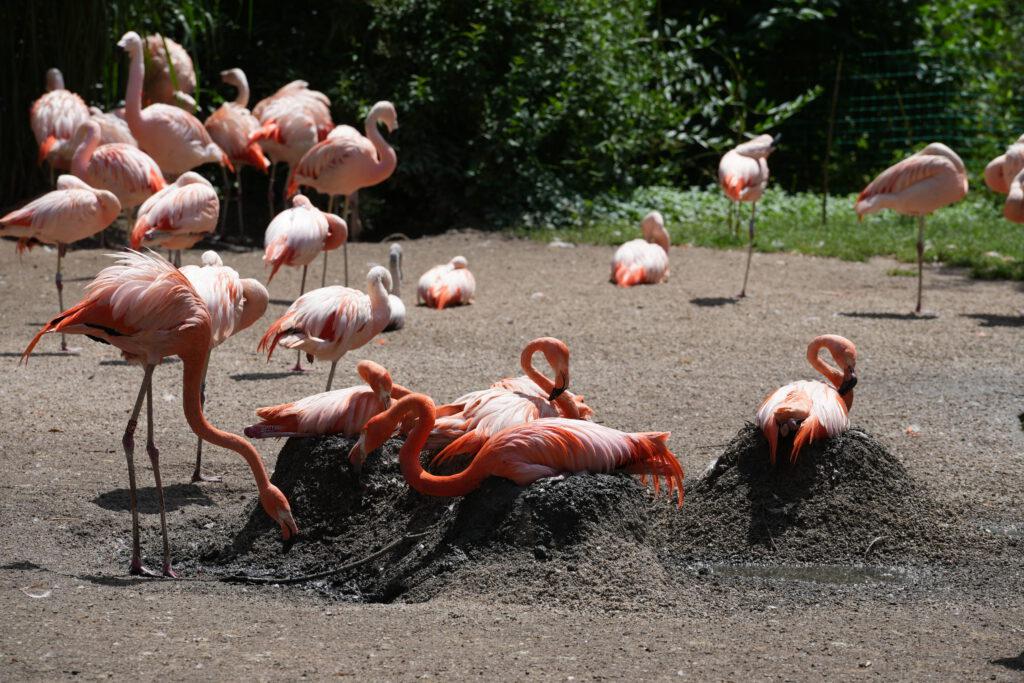 Zoo Prag