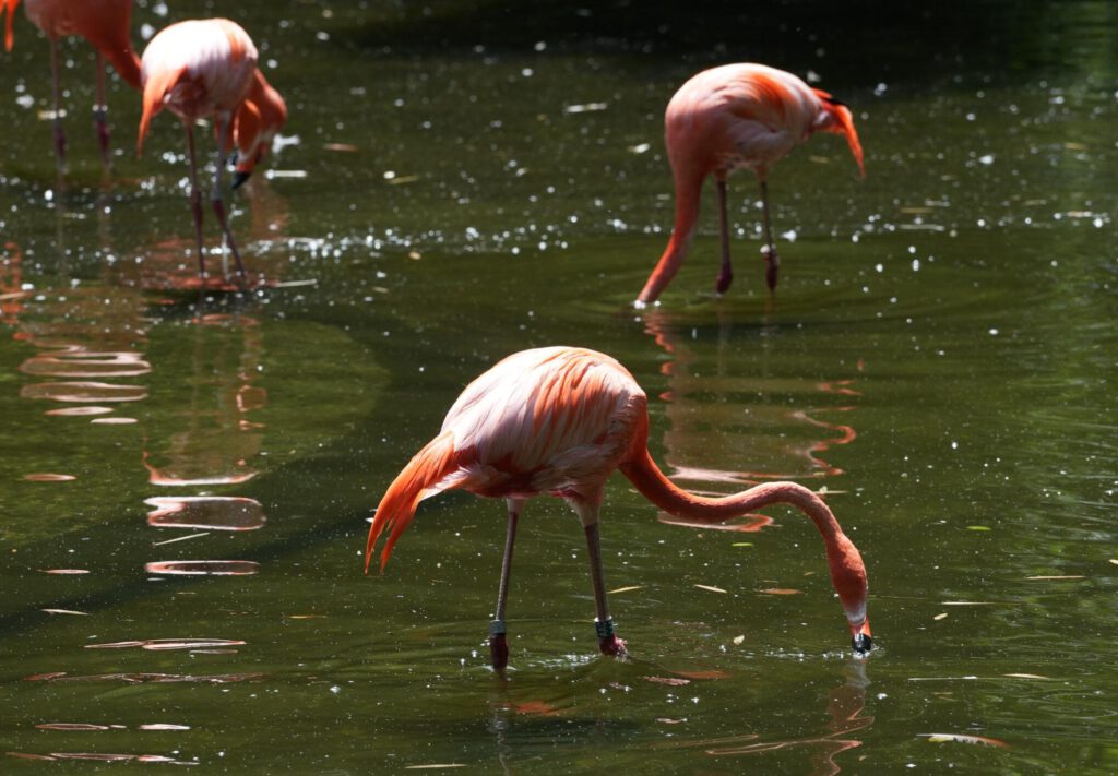 Zoo Prag
