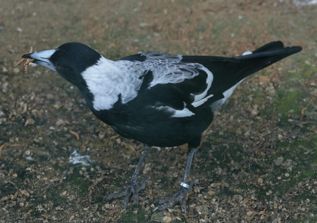 Zoo Prag