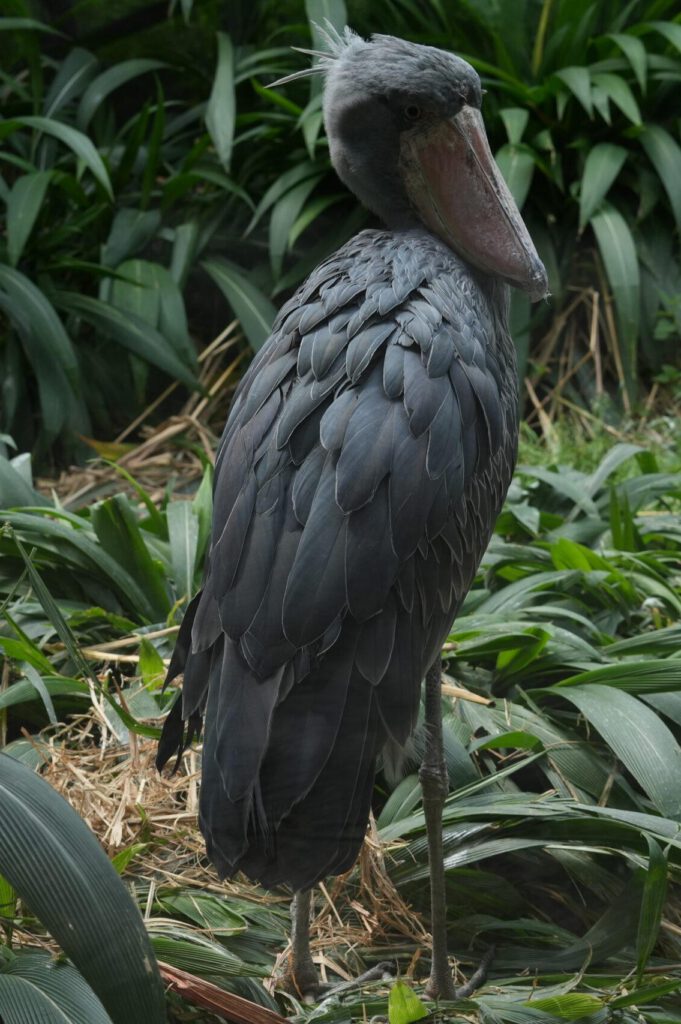 Zoo Prag