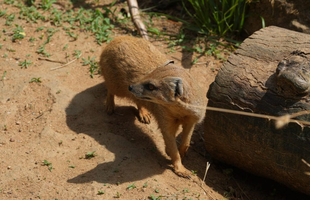 Zoo Prag