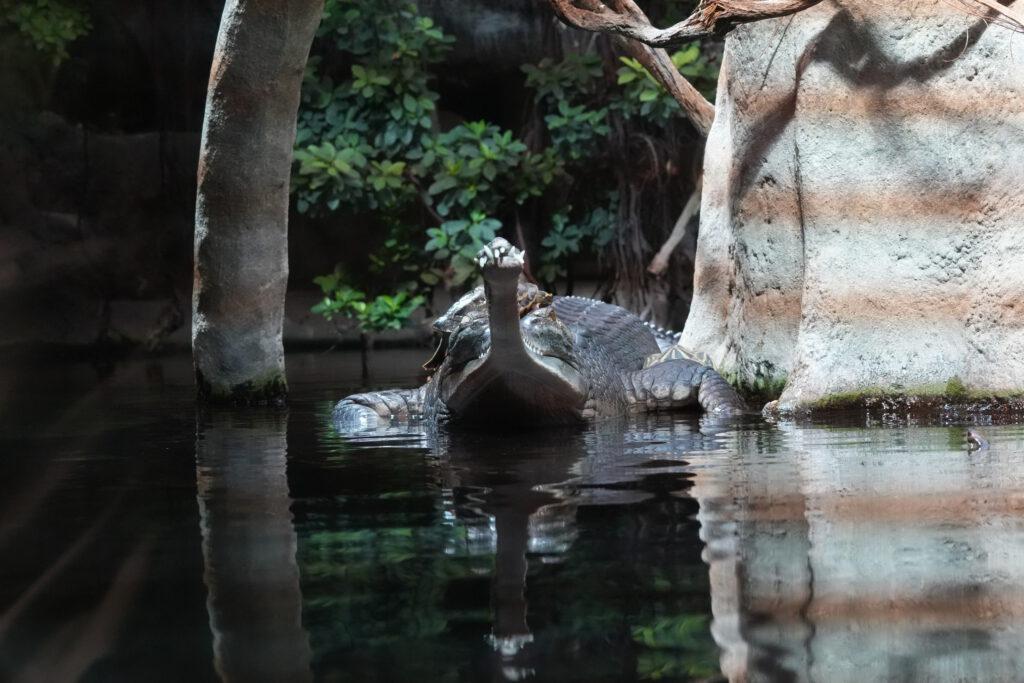 Zoo Prag