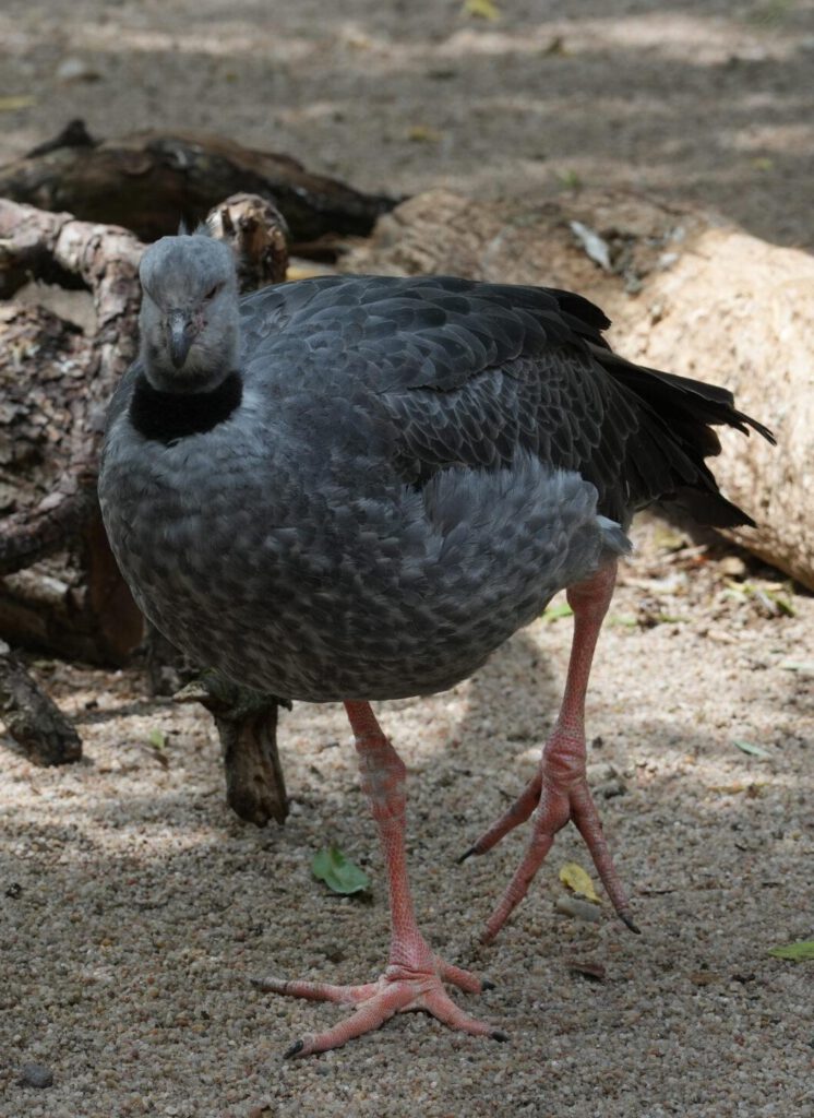Zoo Prag