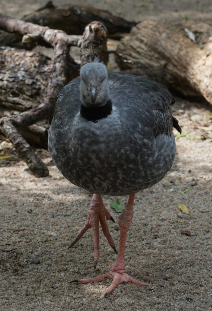 Zoo Prag