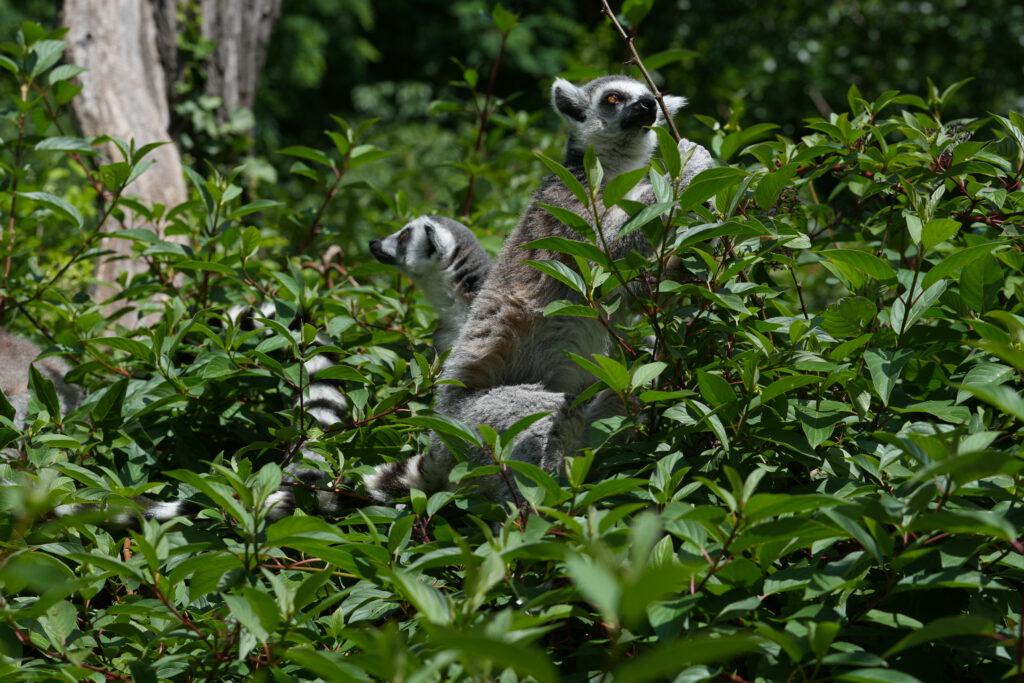 Zoo Prag