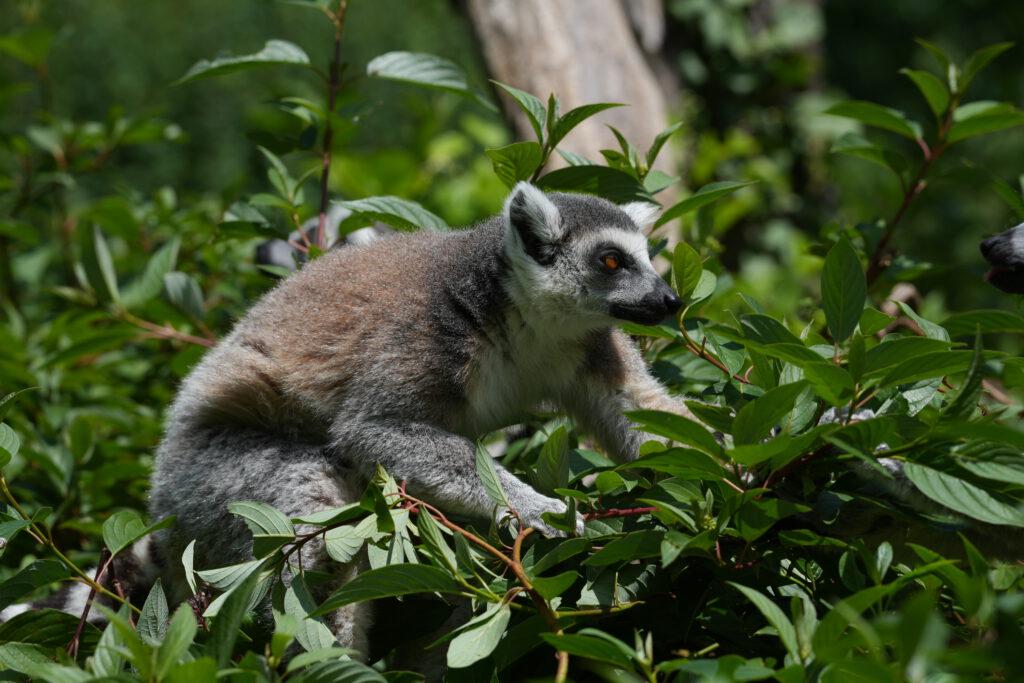 Zoo Prag