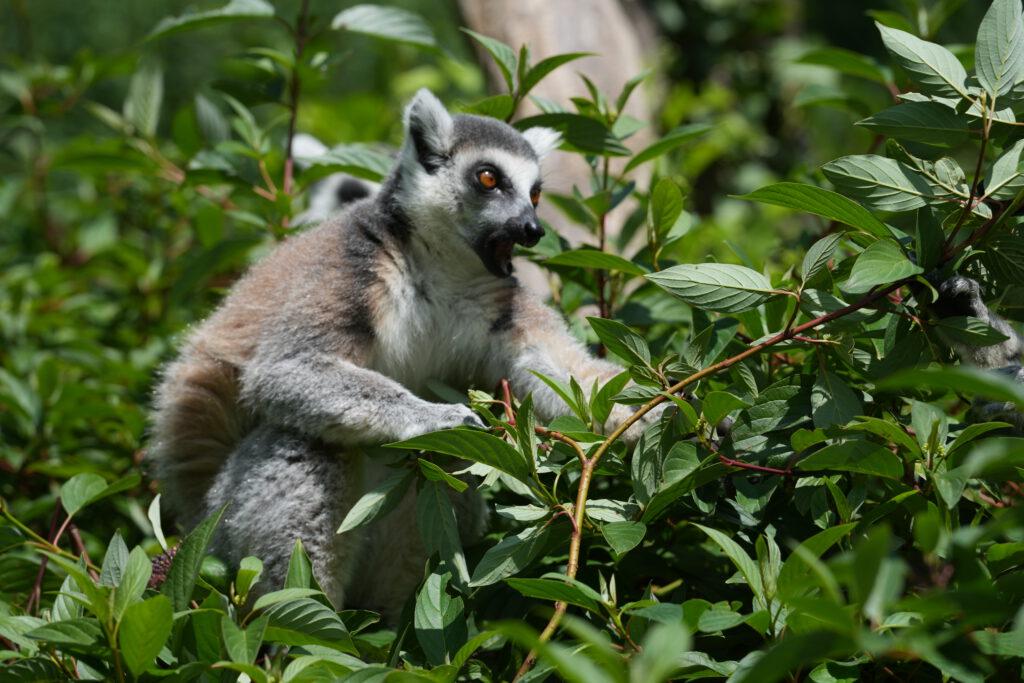 Zoo Prag