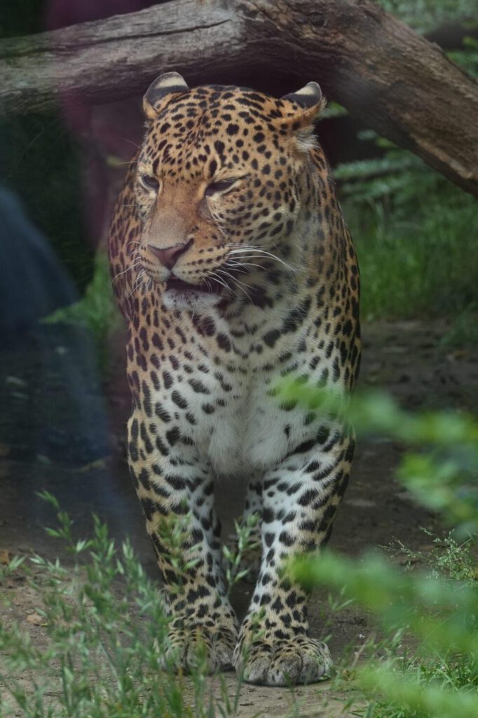 Zoo Prag
