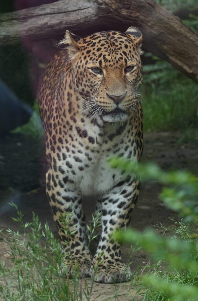 Zoo Prag