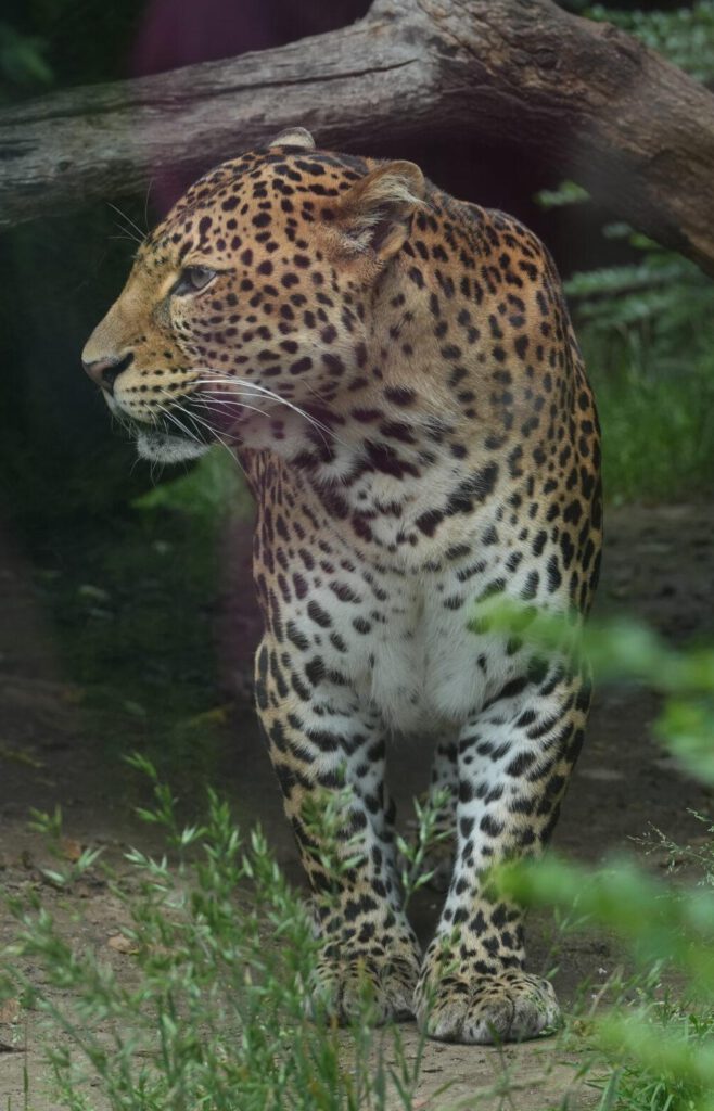 Zoo Prag