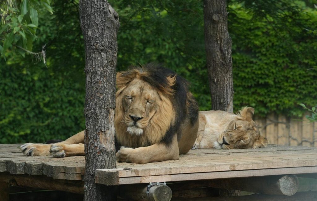 Zoo Prag