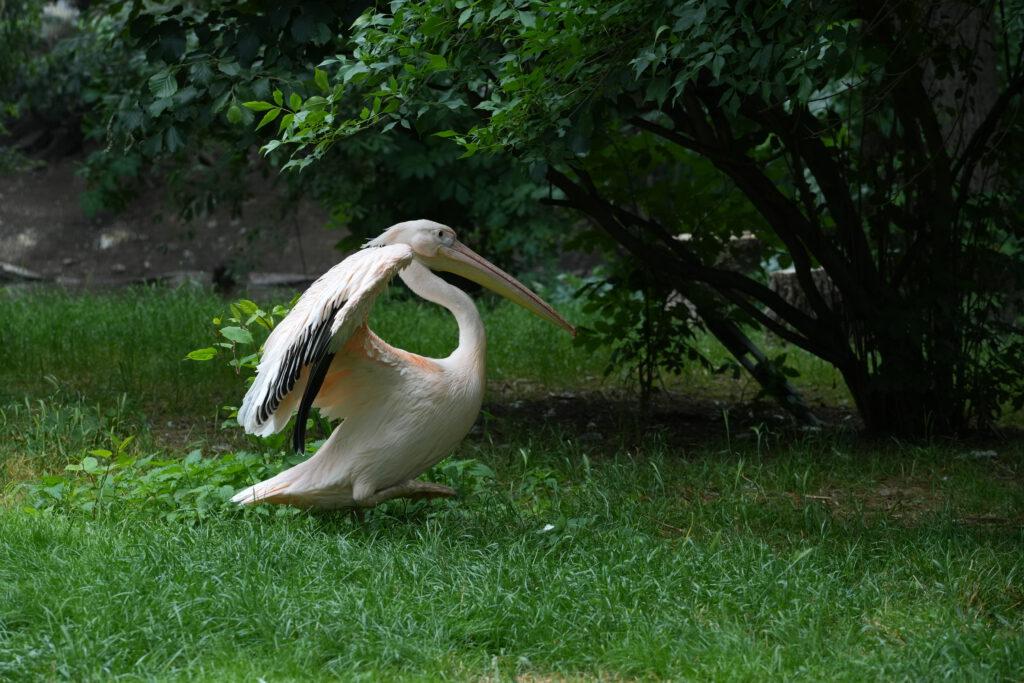 Zoo Prag