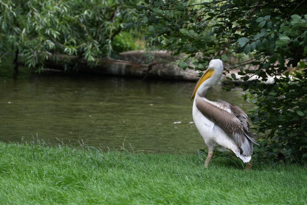 Zoo Prag