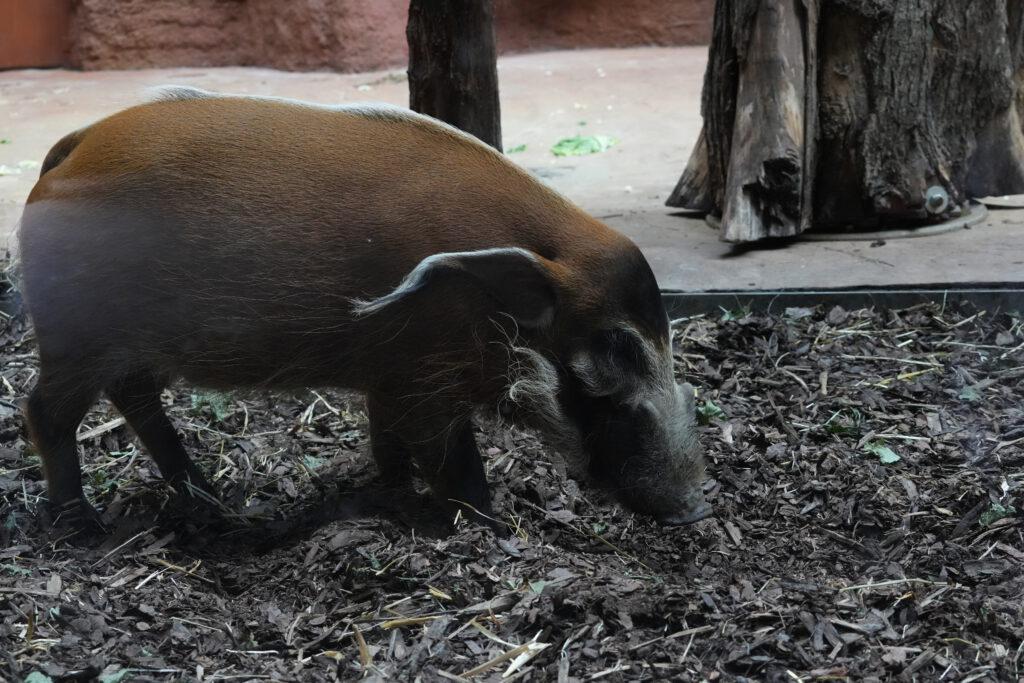 Zoo Prag
