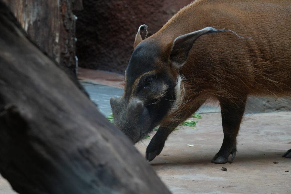 Zoo Prag