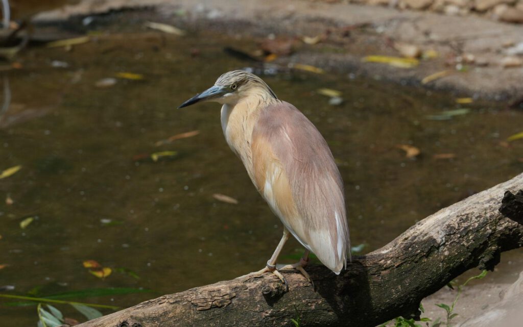 Zoo Prag