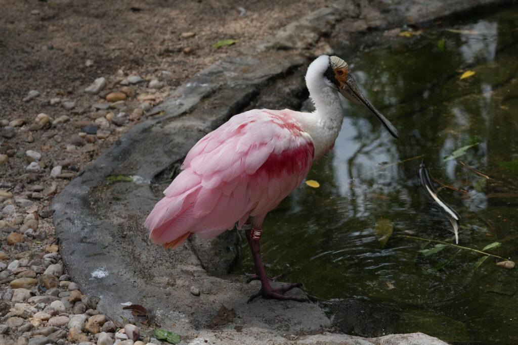 Zoo Prag
