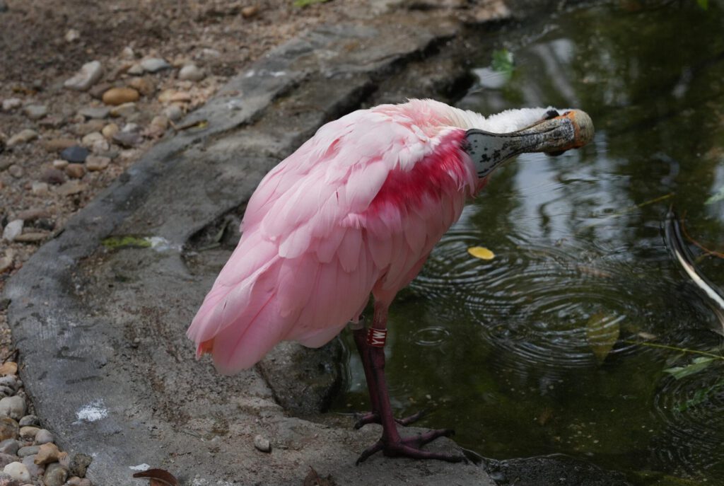 Zoo Prag