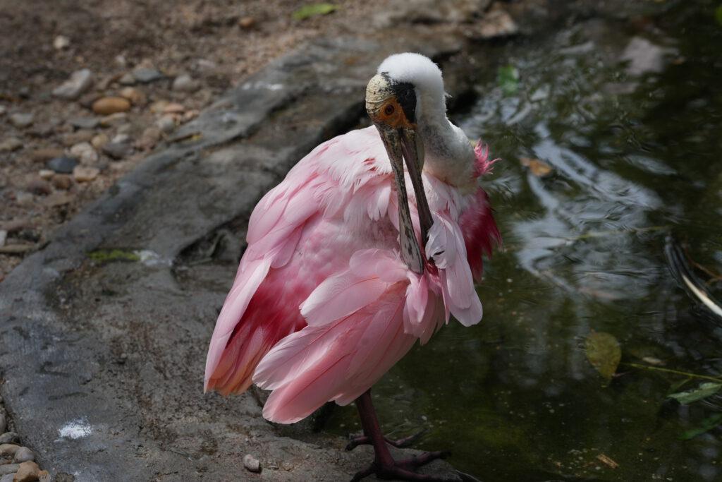 Zoo Prag