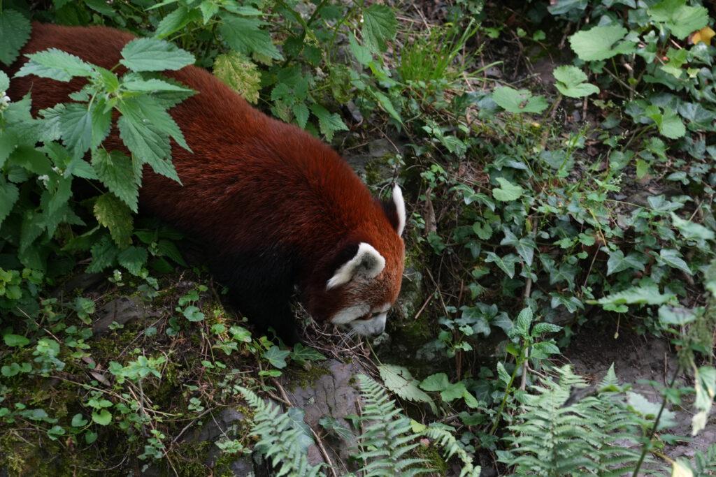 Zoo Prag