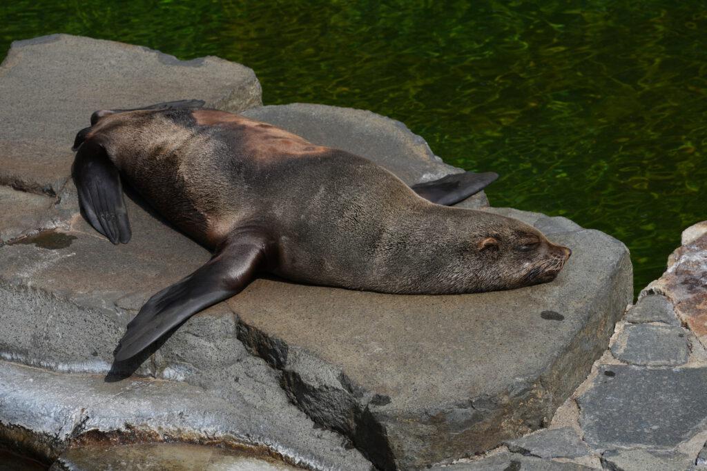 Zoo Prag
