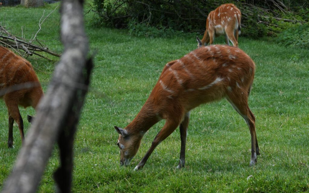 Zoo Prag