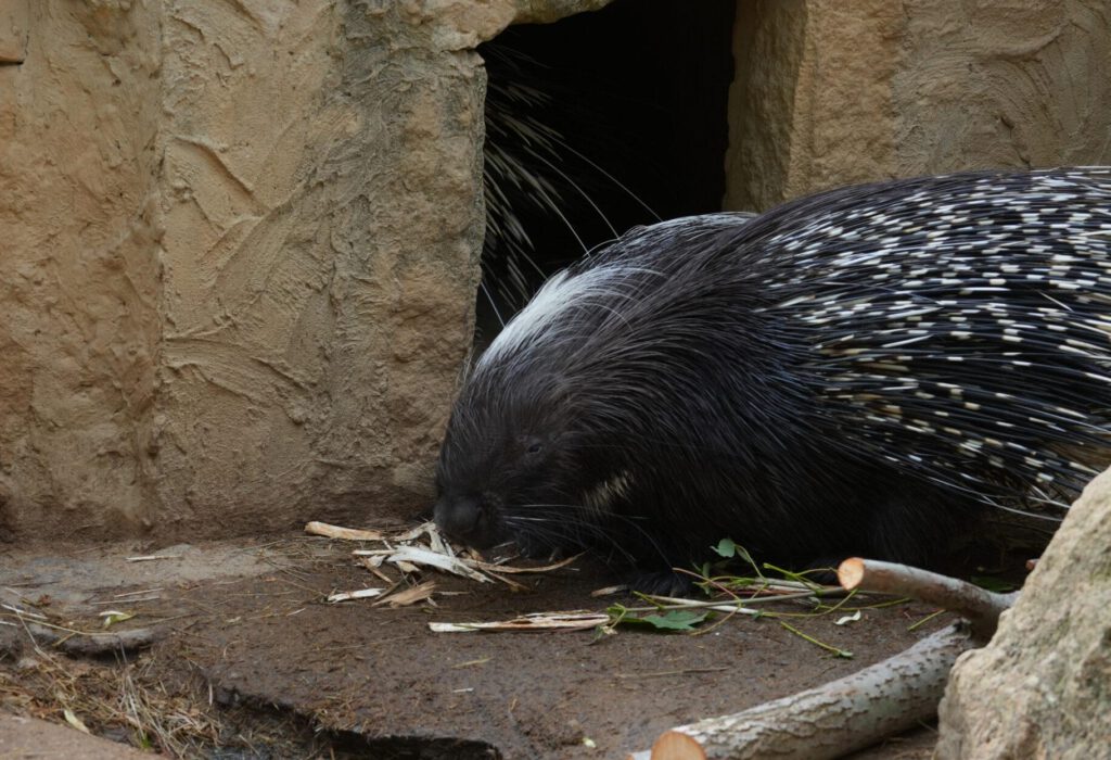 Zoo Prag