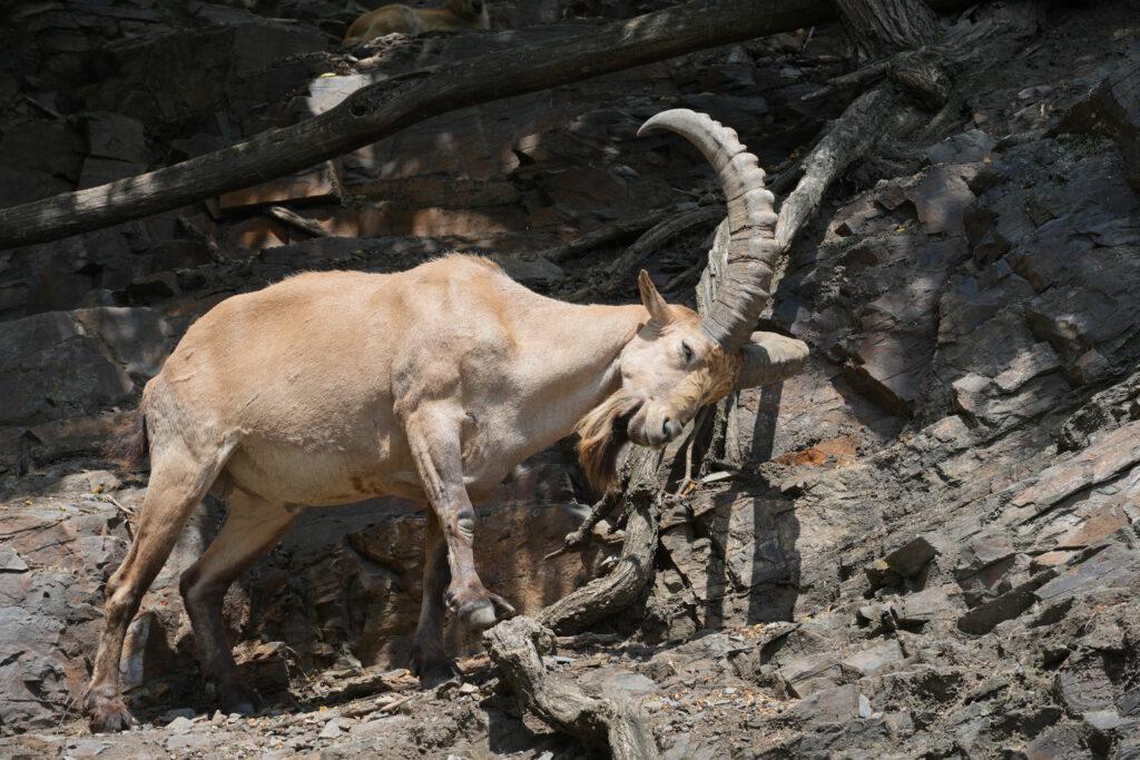 Zoo Prag