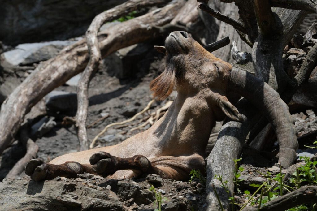 Zoo Prag