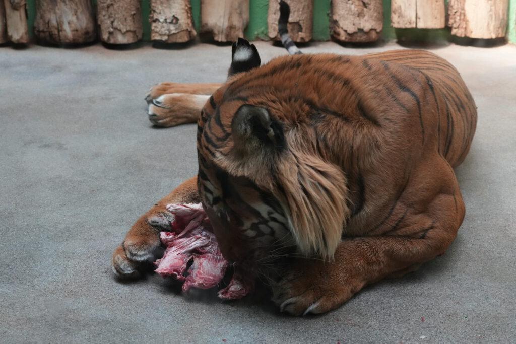Zoo Prag