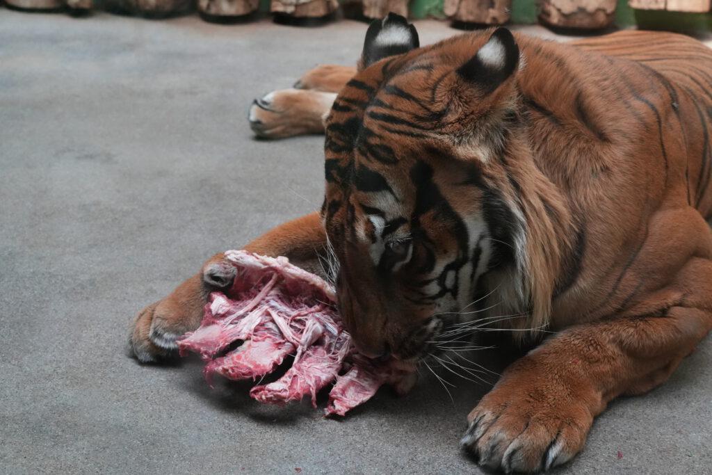 Zoo Prag
