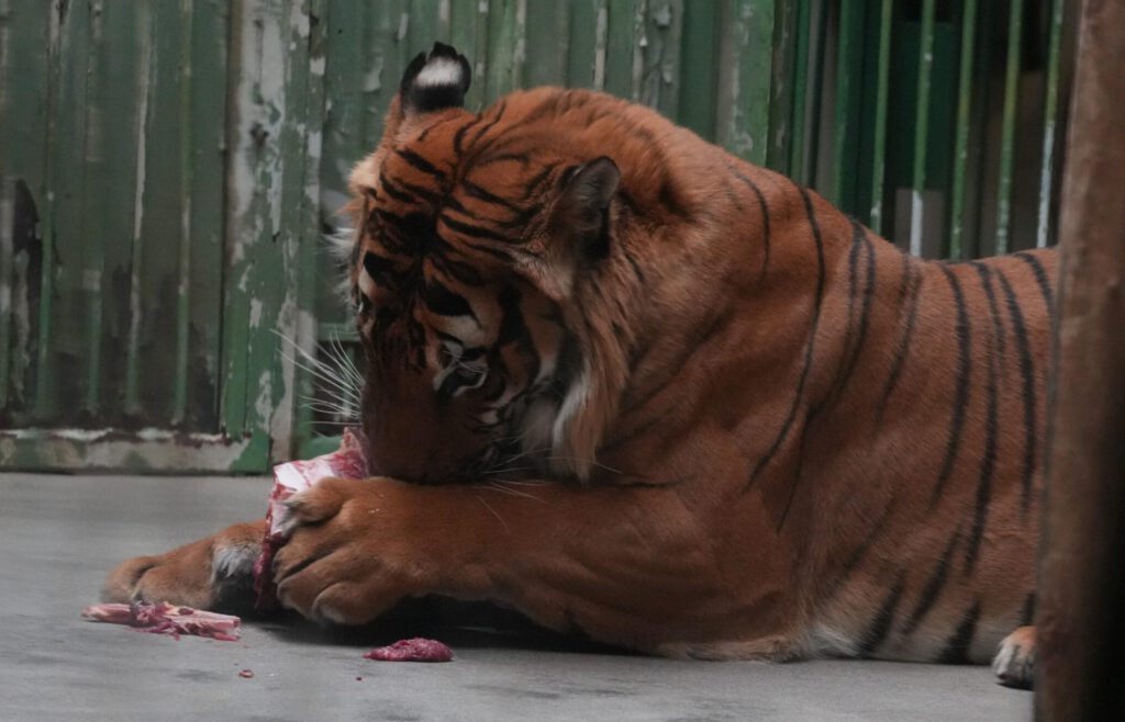 Zoo Prag