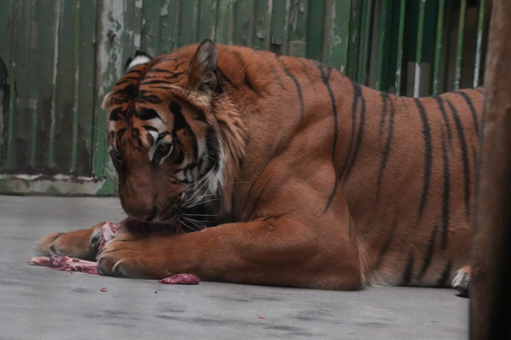 Zoo Prag