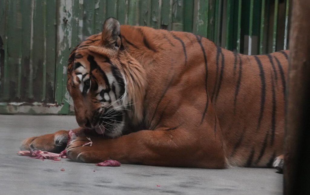 Zoo Prag