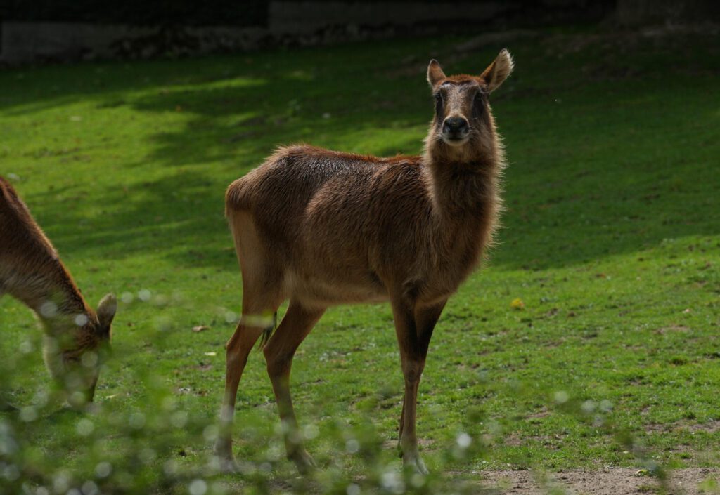 Zoo Prag