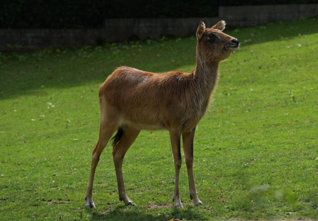 Zoo Prag