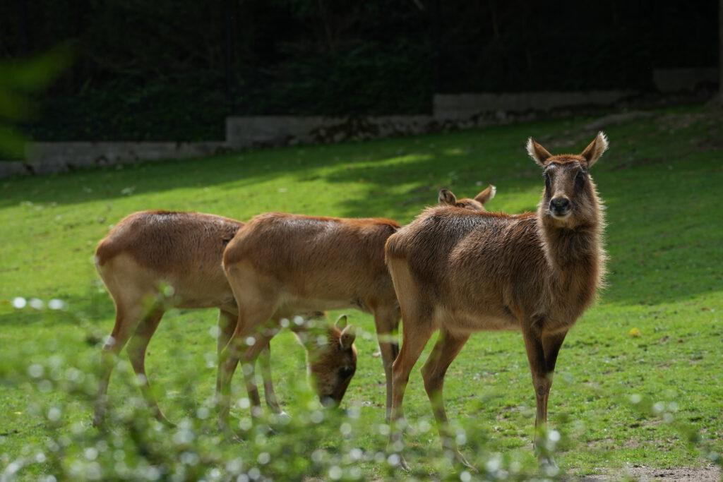 Zoo Prag