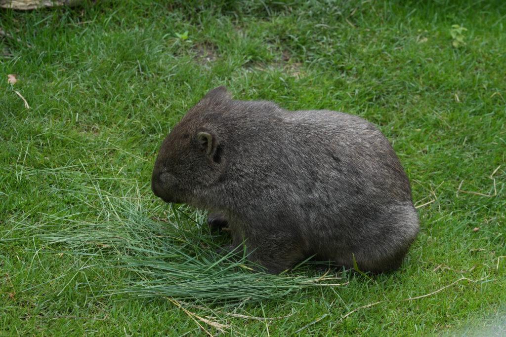 Zoo Prag