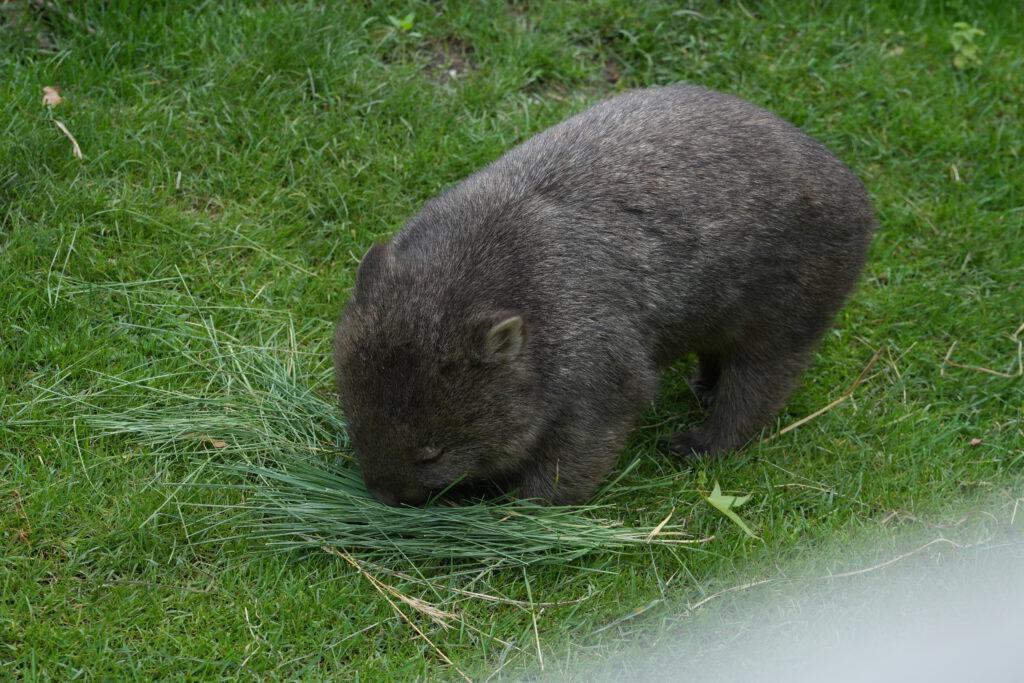 Zoo Prag